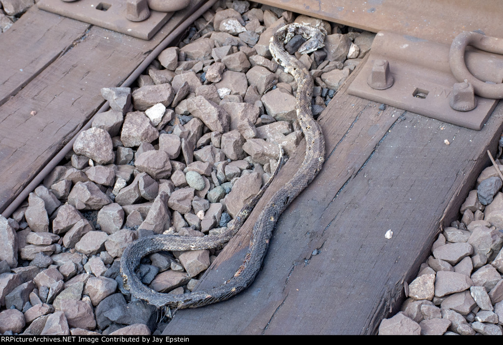 Dead Snake on the Tracks